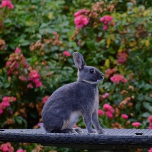 Fotograf: Bente Bje Jensen